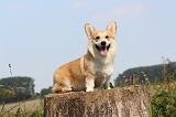 CORGI PEMBROKE 286